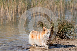 Welsh Corgi Pembroke on the lake beach, wet dog