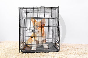 Welsh corgi Pembroke sits in cage as punishment for bad behavior or while owner is not at home. Equipment for safe