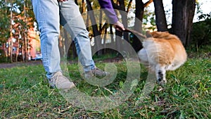 Welsh Corgi Pembroke smile and happy. Cute dog running in the park, playing with a stick, spinning around the owner.