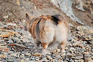 Charming little short legged British Shepherd. Popular breed of dog is corgi. Welsh Corgi Pembroke tricolor on beach, rear view of