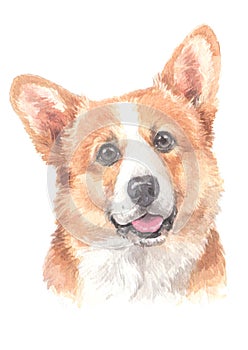 Welsh Corgi Pembroke water colour 019