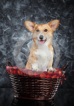 Welsh Corgi Pembroke in wicker basket