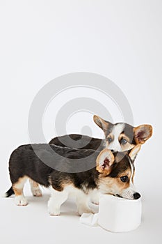 Welsh corgi puppies playing with toilet