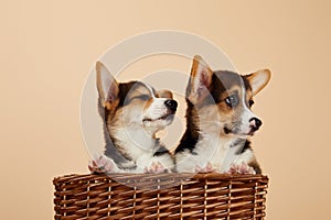 Welsh corgi puppies in wicker basket
