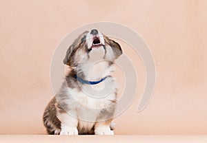 welsh corgi puppy laughing
