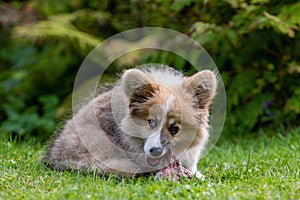 Welsh Corgi puppy lying in a green grass near a bush and gnawing a bone - image