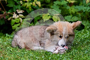 Welsh Corgi puppy lying in a green grass near a bush and gnawing a bone - image