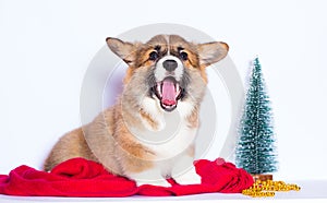 Welsh corgi puppy yawns