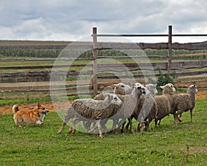 Welsh Corgi sheepherding group of sheep