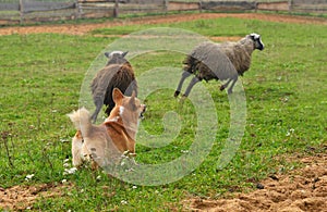 Welsh Corgi sheepherding group of sheep