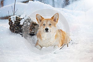 Welsh Corgi in snow