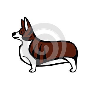 Welsh Corgi standing in profile