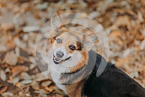 Welsh Corgi tricolour dog looking into the camera and smile in front of autumn leaves background