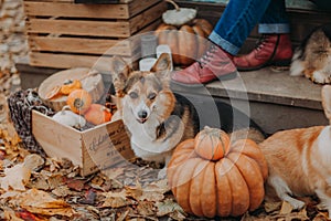 Welsh Corgi tricolour dog sitting on autumn leaves between pumpkins and boxes