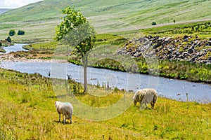 Welsh countryside in Elan Valley