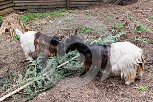 Welsh goat with large and sharp horns, a zoo with unusual animals, herbivores. Two funny goats poke each other with their horns