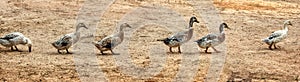 Welsh Harlequin ducks walking in a row.