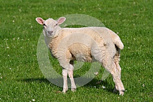 Welsh Lamb