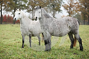 Welsh mountain ponnies in autumn