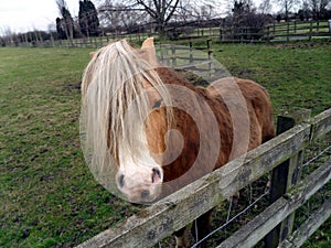 Welsh Mountain Pony 2 - See You