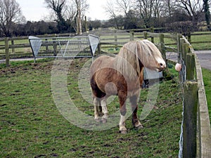 Welsh Mountain Pony 3 - Small and Friendly