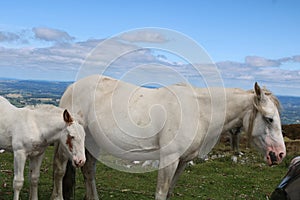 Welsh mountain pony and foal