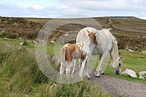 Welsh mountain pony and foal