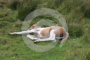 Welsh mountain pony  foal