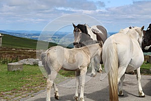 Welsh mountain pony and  foal