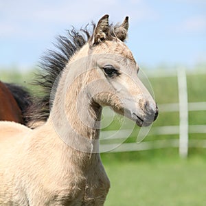 Welsh mountain pony foal