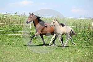 Welsh mountain pony mare with foal running