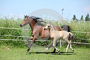 Welsh mountain pony mare with foal running