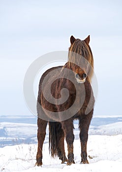 Welsh Mountain Pony in the snow of the Brecon Beacons
