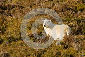 Welsh Mountain Sheep