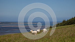 Welsh Mountain Sheep