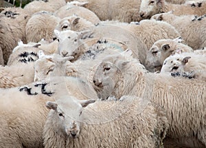 Welsh Mountain Sheep