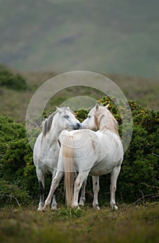 Welsh Moutain Ponies