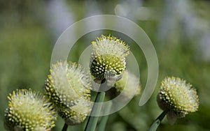 Welsh onion, also commonly called bunching onion or long green onion