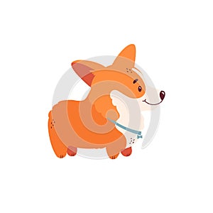 Welsh Ñorgi illustration. Cute dog character. Vector