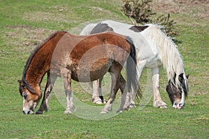 Welsh ponies