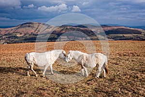 Welsh Ponies on English Moorland