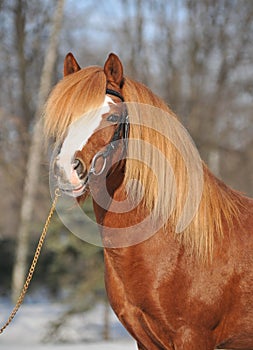 Welsh pony