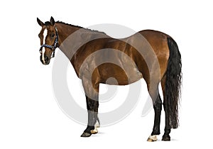 Welsh Pony - 17 years old, Equus ferus caballus
