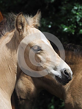 Welsh Pony Foal