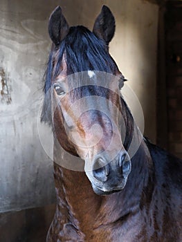 Welsh Pony Headshot