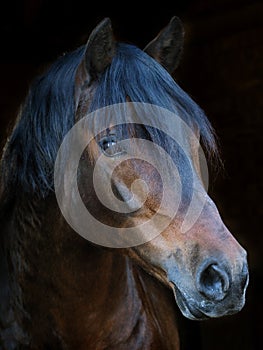 Welsh Pony Headshot