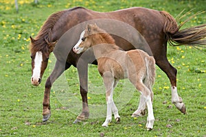 Welsh pony mare with foal