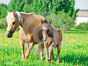 Welsh pony mare with foal in the spring meadow