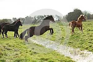 Welsh pony mare jumping