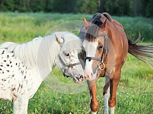 Welsh pony and mini Appaloosa posing together